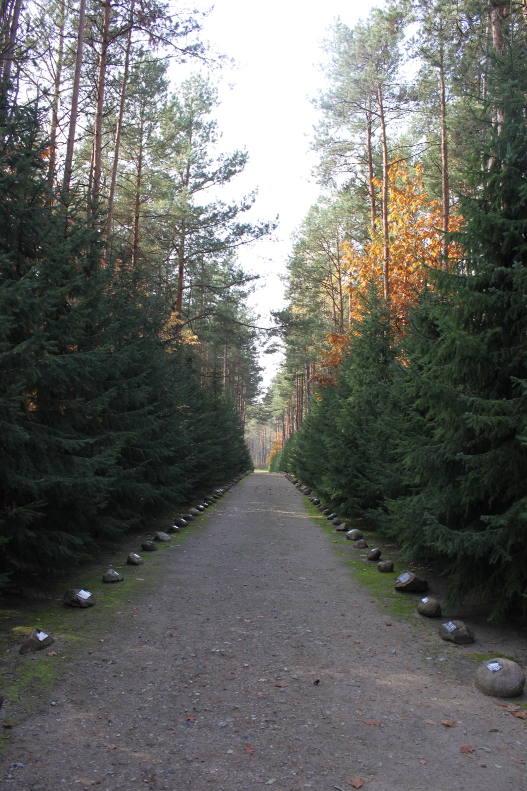 A gravel path through woodland lined on both sides with low upright memorial stones, each carrying an inscription.