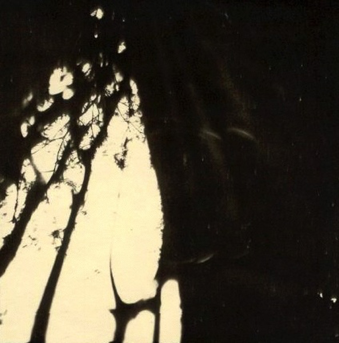Sonderkommando photograph No. 283: an overexposed frame of branches and sky